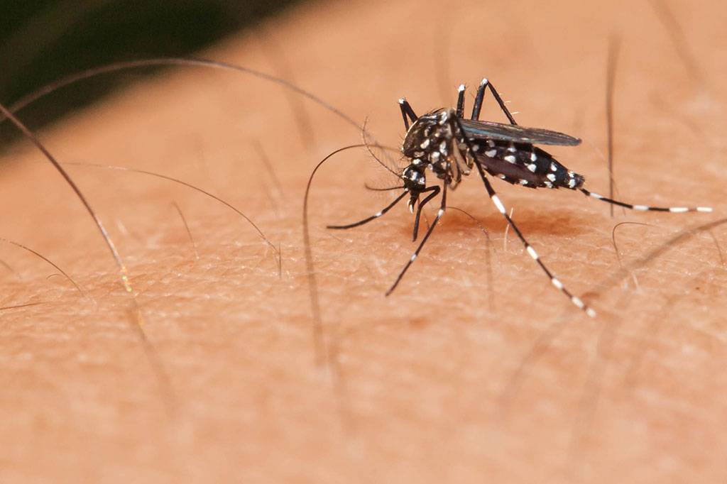 A Campanha de Controle da Dengue em Hortolândia - uma análise de 3.000 propriedades