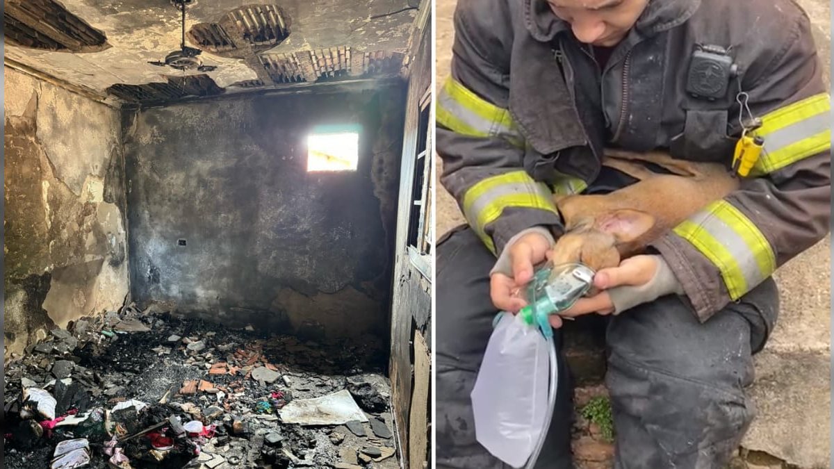 Bombeiros Salvam Cão de Incêndio em Hortolândia