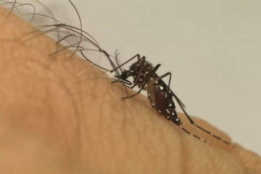 Ministério da Saúde averigua possível primeiro óbito por dengue do ano em Campinas