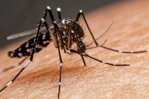 A Dengue e o aumento de óbitos na região de Bauru em 2024