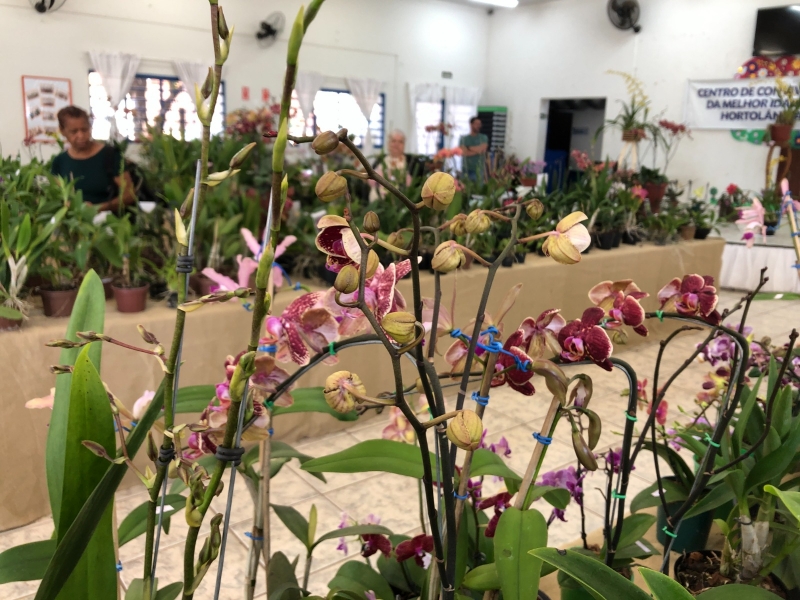 Exposição de Orquídeas em Hortolândia - Um Espectáculo para os Amantes de Plantas