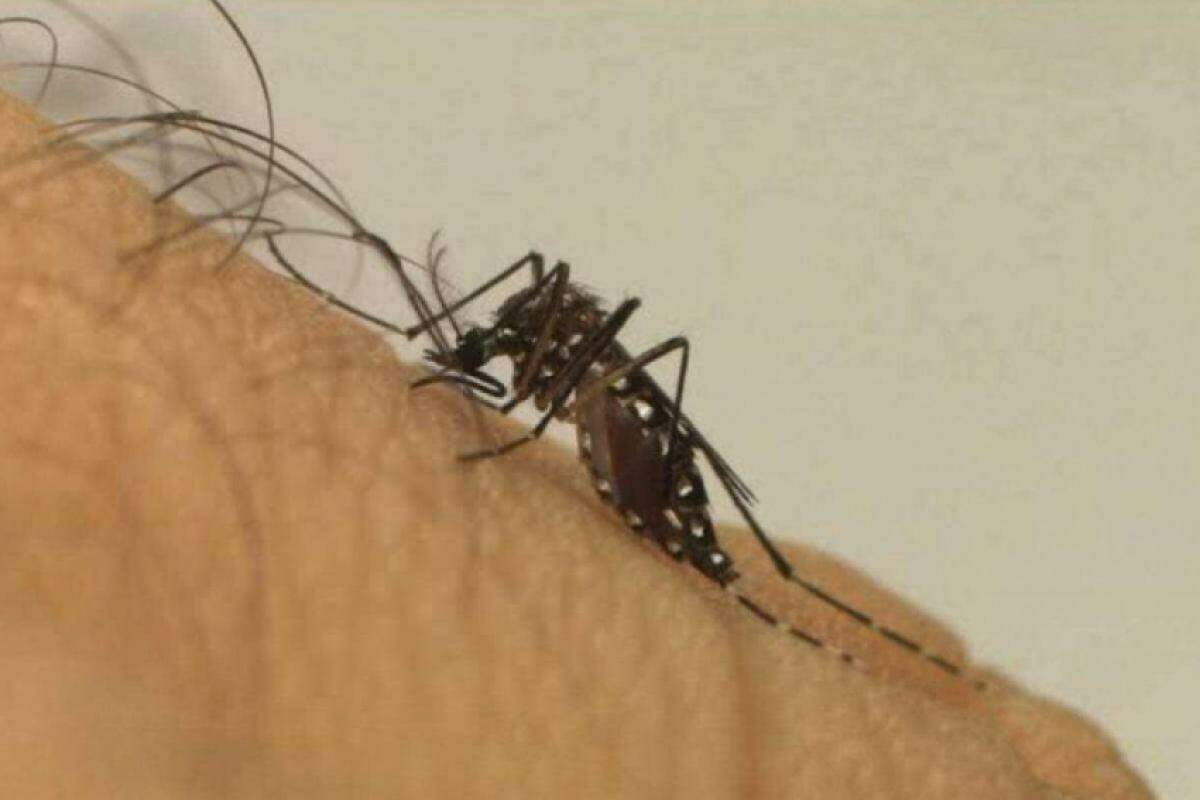 Casos de dengue em alta - Campinas registra 52.800 infectados