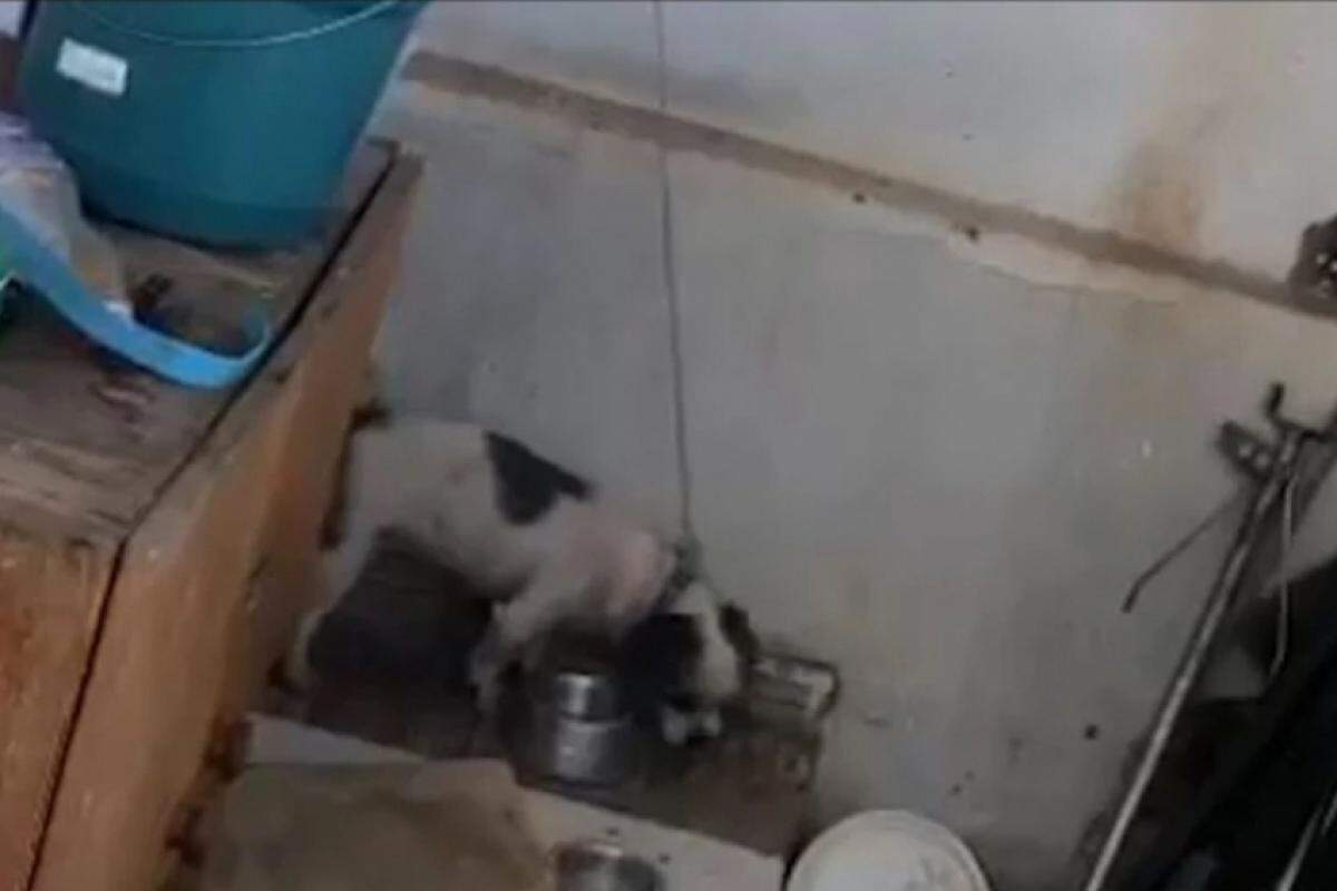 Crueldade Contra Animais - Detenção por Negligência em Sumaré