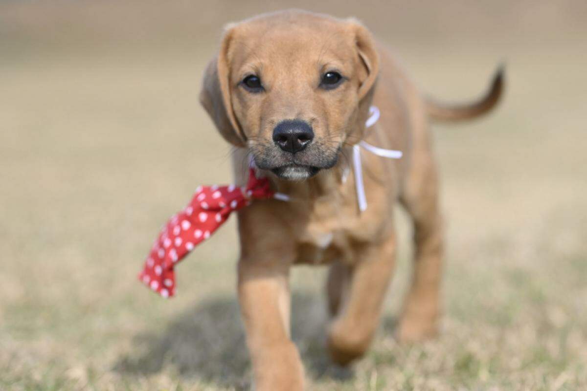 Campinas Acolhe Novo Mascote Canino - Paçoca, o Embaixador Peludinho do Bem-Estar Animal