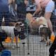 Descubra Como Participar da Feira de Ado o Pet em Hortol ndia