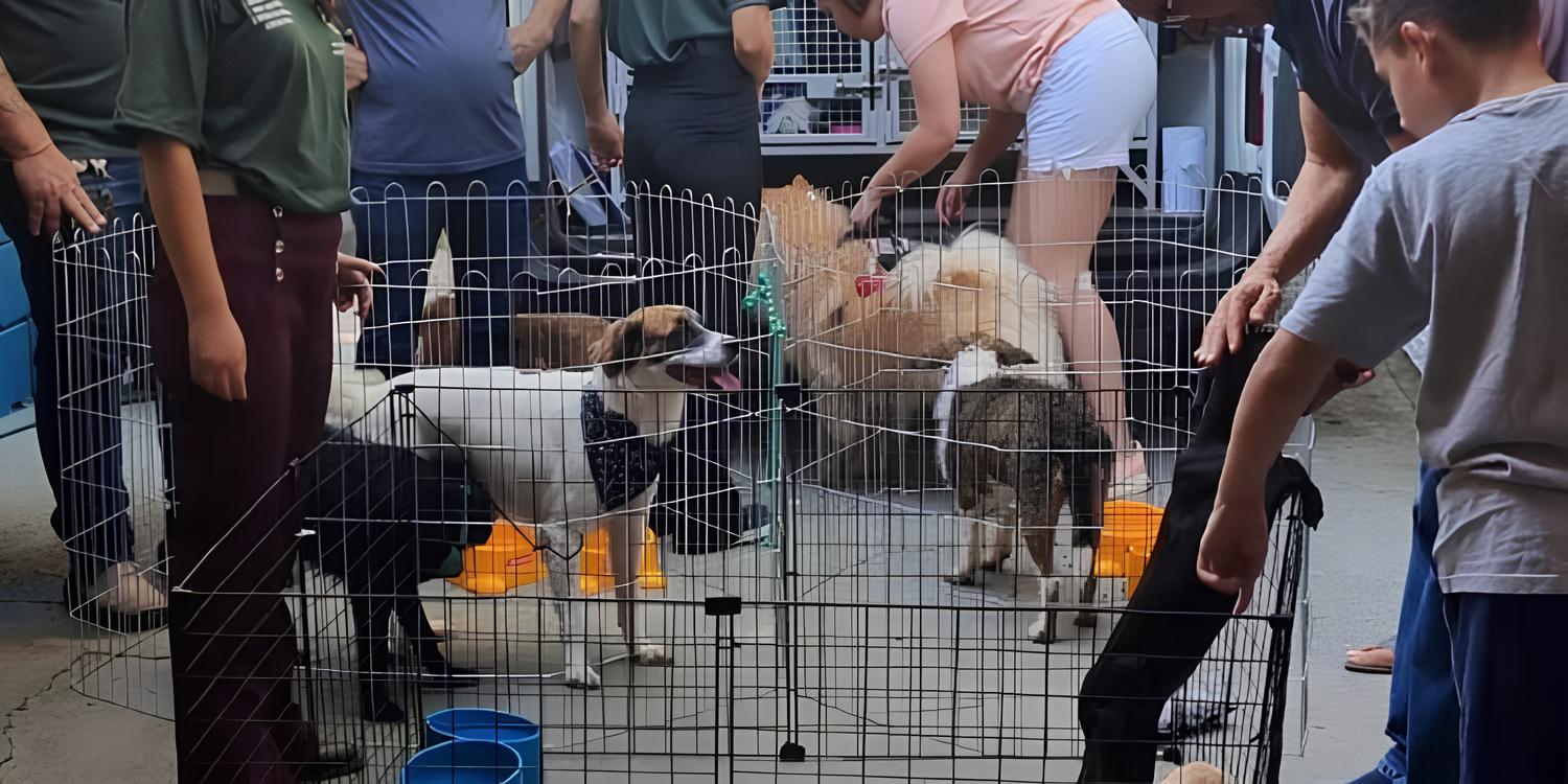 🐾 Descubra Como Participar da Feira de Adoção Pet em Hortolândia! 12 Descubra Como Participar da Feira de Ado o Pet em Hortol ndia