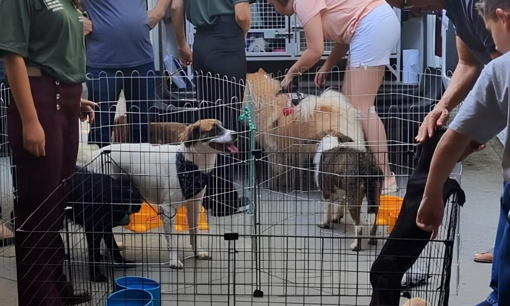 Encontre Seu Novo Melhor Amigo Feira de Ado o Pet em Hortol ndia