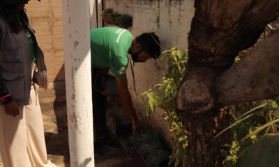 Hortol ndia Registra Primeira Morte por Dengue em 2025 O Que Sabemos e Como Combater o Aedes Aegypti