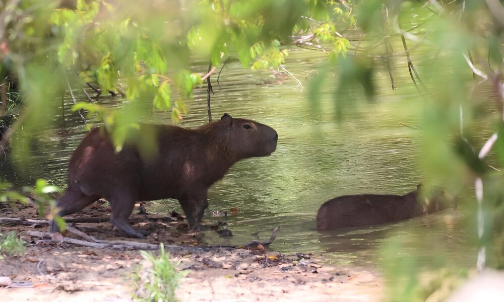 Ser Chamada de Capivara no Trabalho Ass dio Entenda o Caso que Est Dividindo Opini es