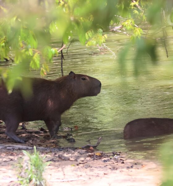 Ser Chamada de Capivara no Trabalho é Assédio? Entenda o Caso que Está Dividindo Opiniões 13 Ser Chamada de Capivara no Trabalho Ass dio Entenda o Caso que Est Dividindo Opini es