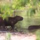 Ser Chamada de Capivara no Trabalho Ass dio Entenda o Caso que Est Dividindo Opini es