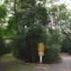 Tr gua nas Chuvas Parques de Campinas Reabrem Ap s Temporada de Chuvas Intensas O Que Voc Precisa Saber