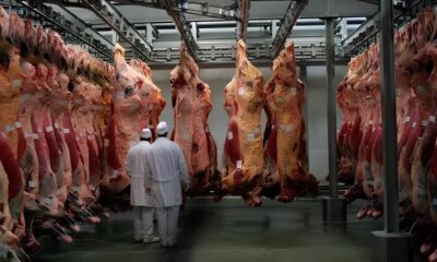 37 Toneladas de Horror A Opera o que Desmascarou um Frigor fico Clandestino em Hortol ndia