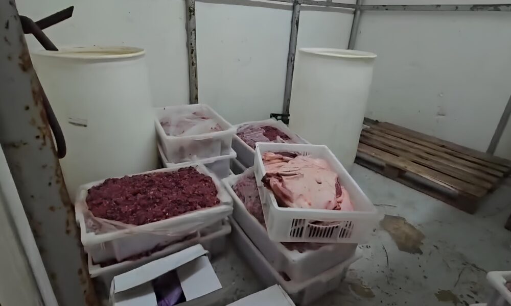 37 Toneladas de Perigo A Opera o que Desmascarou um Frigor fico Irregular em Hortol ndia