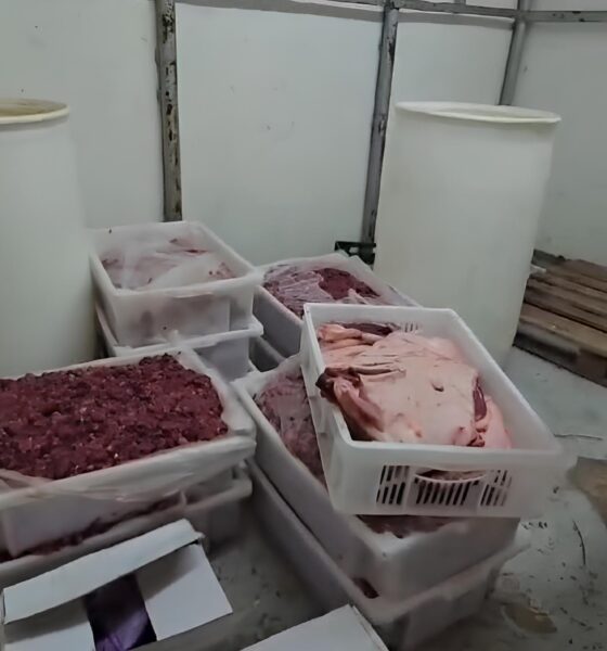 37 Toneladas de Perigo: A Operação que Desmascarou um Frigorífico Irregular em Hortolândia 4 37 Toneladas de Perigo A Opera o que Desmascarou um Frigor fico Irregular em Hortol ndia