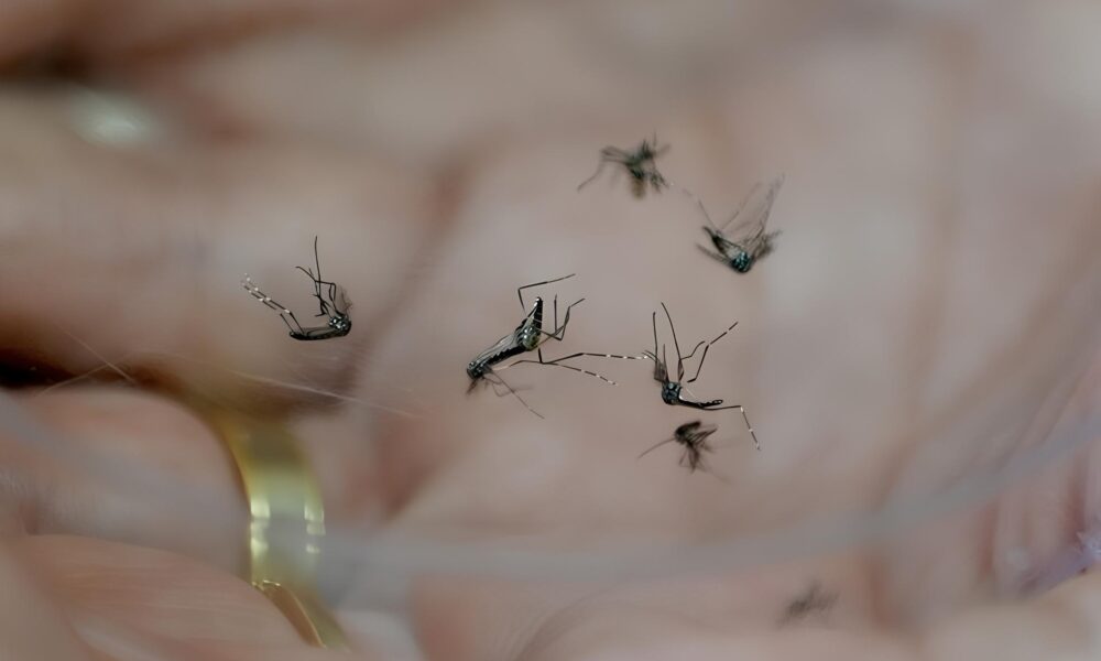 A Dengue em 2025 Um Alerta Urgente para Campinas e Regi o