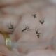 A Dengue em 2025 Um Alerta Urgente para Campinas e Regi o