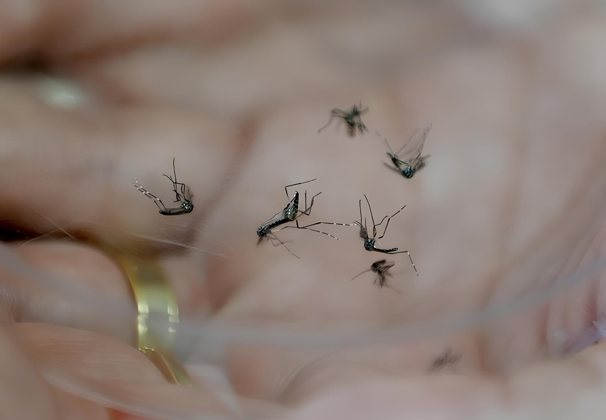 A Dengue em 2025: Um Alerta Urgente para Campinas e Região 13 A Dengue em 2025 Um Alerta Urgente para Campinas e Regi o