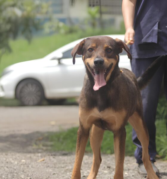 Adoção Responsável de Pets em Hortolândia: Uma Chance para Transformar Vidas 13 Ado o Respons vel de Pets em Hortol ndia Uma Chance para Transformar Vidas