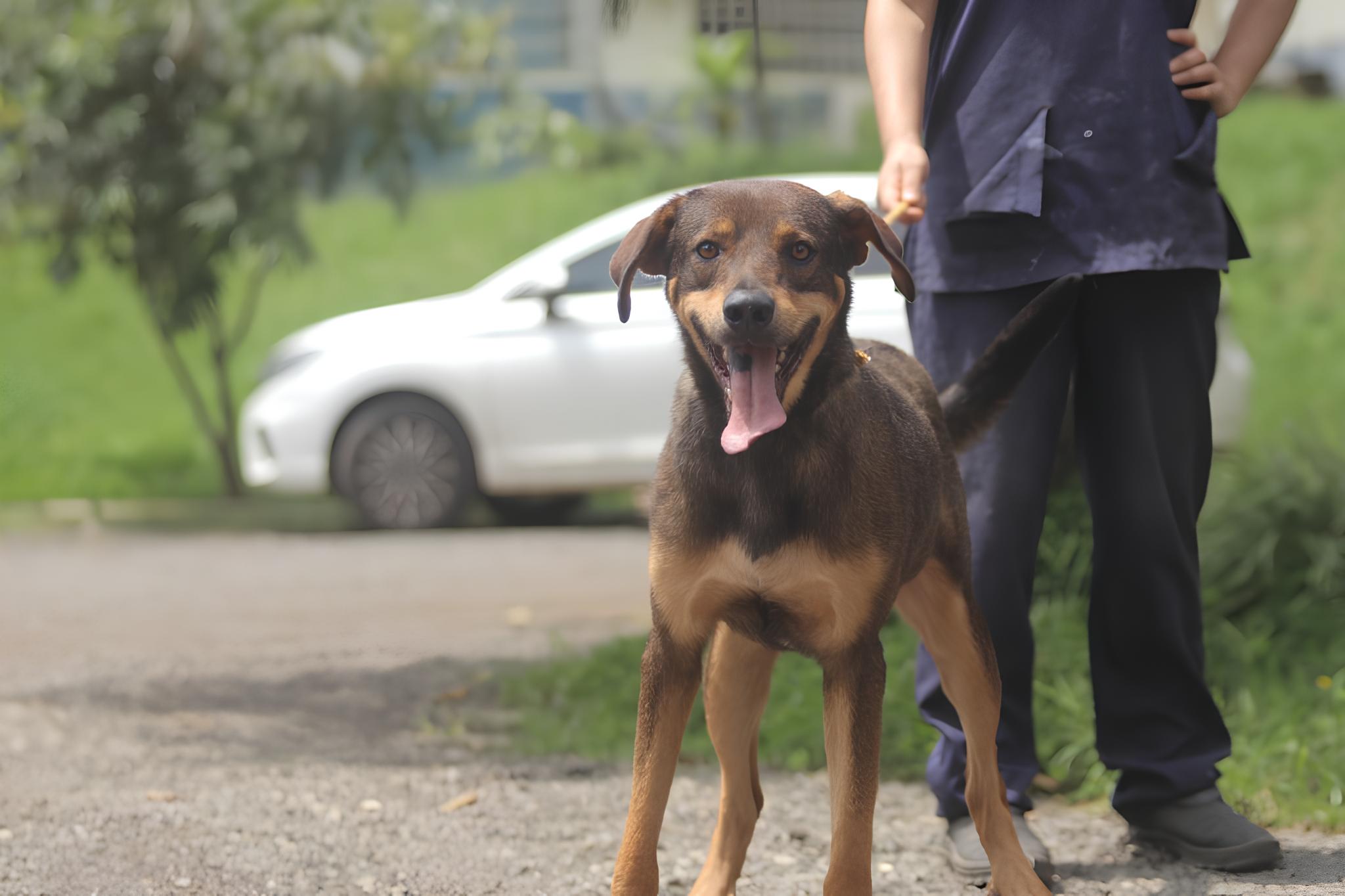 Adoção Responsável de Pets em Hortolândia: Uma Chance para Transformar Vidas 12 Ado o Respons vel de Pets em Hortol ndia Uma Chance para Transformar Vidas