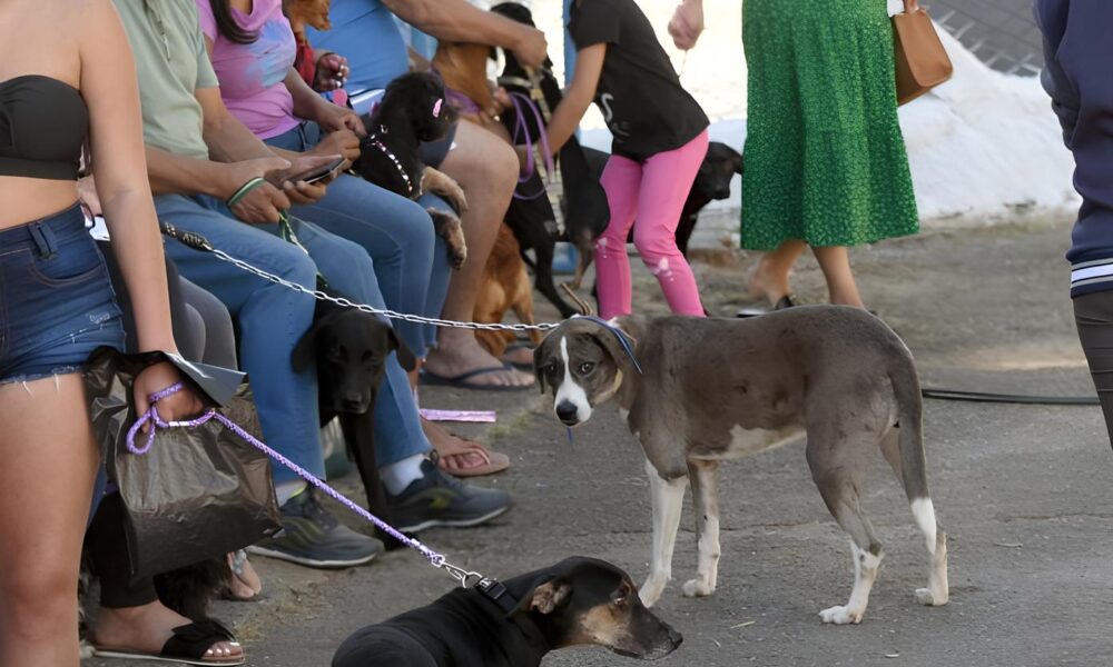 Castra o Gratuita em Campinas Uma Oportunidade nica para Seus Pets e a Comunidade
