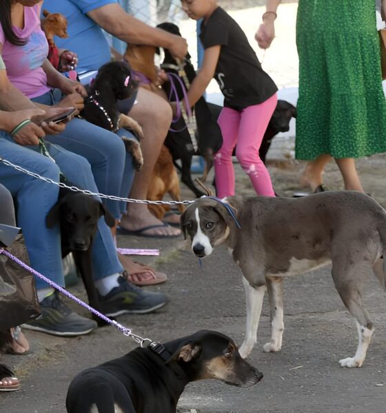 Castração Gratuita em Campinas: Uma Oportunidade Única para Seus Pets e a Comunidade 13 Castra o Gratuita em Campinas Uma Oportunidade nica para Seus Pets e a Comunidade