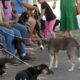 Castra o Gratuita em Campinas Uma Oportunidade nica para Seus Pets e a Comunidade