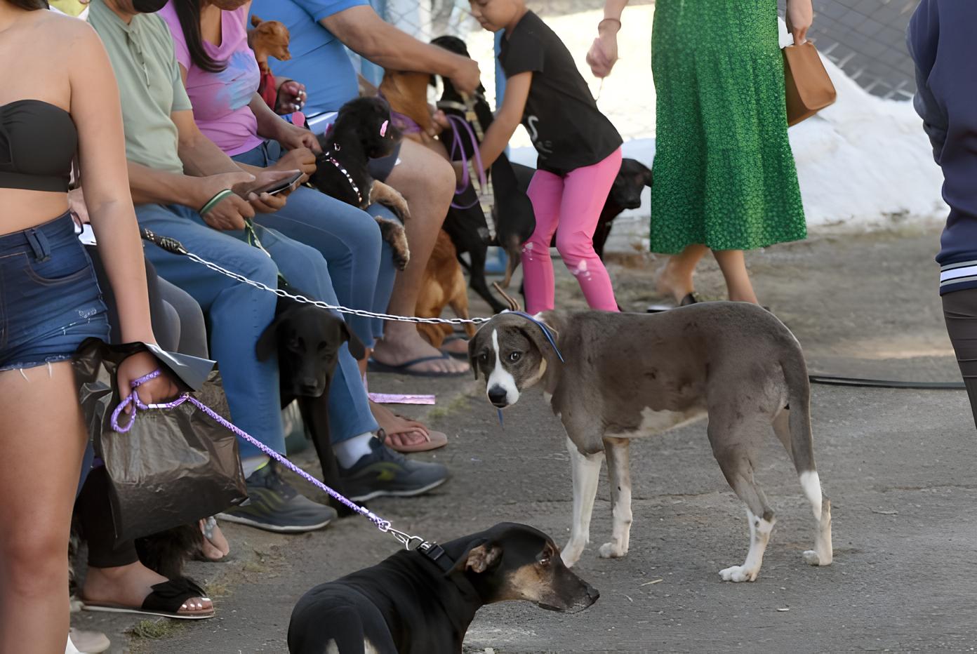Castração Gratuita em Campinas: Uma Oportunidade Única para Seus Pets e a Comunidade 12 Castra o Gratuita em Campinas Uma Oportunidade nica para Seus Pets e a Comunidade