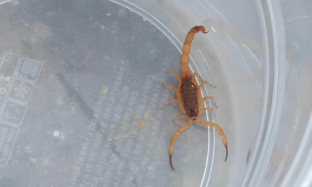 Chuvas e Perigos Invis veis Como Hortol ndia Est Combate a Leptospirose em Dias de Tempestade