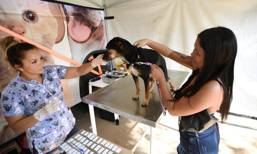 Como Campinas Est Revolucionando o Bem Estar Animal com Castra es Gratuitas em 2025