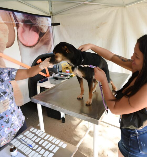 Como Campinas Está Revolucionando o Bem-Estar Animal com Castrações Gratuitas em 2025 14 Como Campinas Est Revolucionando o Bem Estar Animal com Castra es Gratuitas em 2025