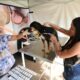 Como Campinas Est Revolucionando o Bem Estar Animal com Castra es Gratuitas em 2025