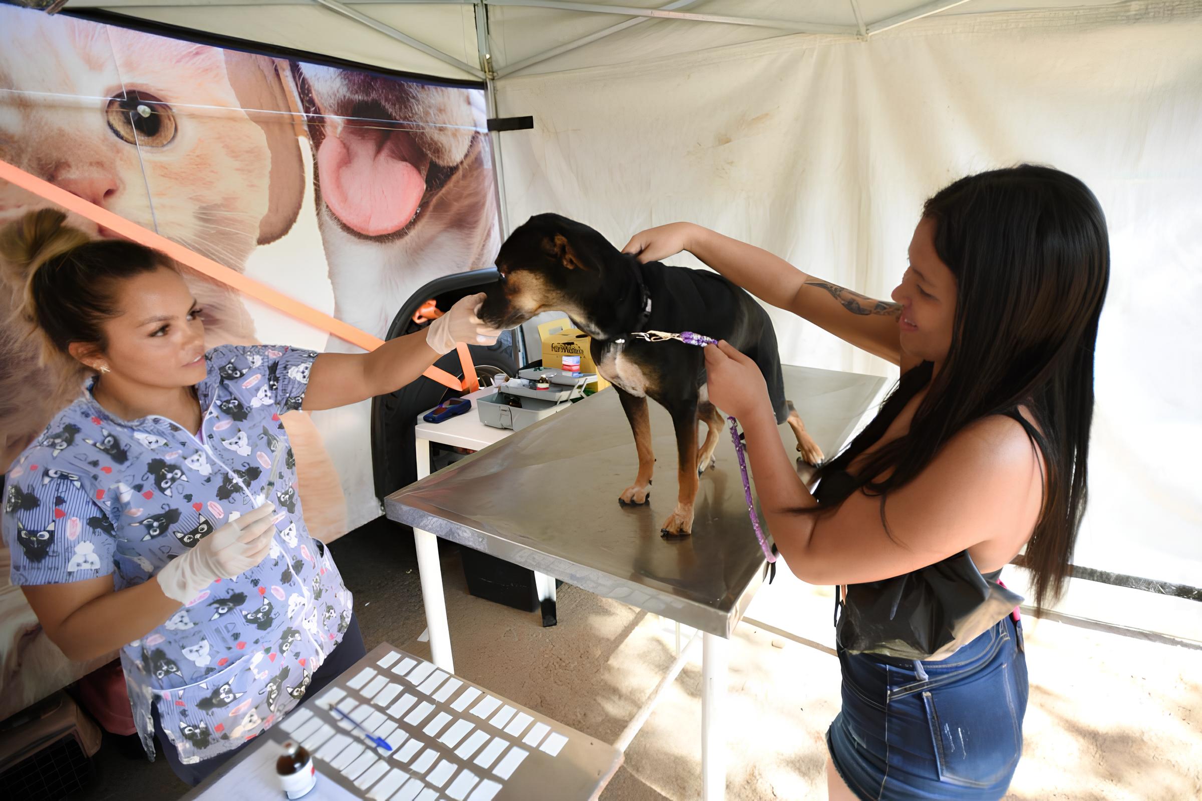 Como Campinas Está Revolucionando o Bem-Estar Animal com Castrações Gratuitas em 2025 13 Como Campinas Est Revolucionando o Bem Estar Animal com Castra es Gratuitas em 2025