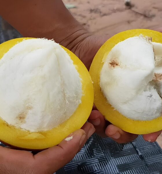 Descubra o Sabor da Amazônia no Prato: A 21ª Campinas Restaurant Week Chega para Celebrar a Riqueza do Norte com Sabores Inesquecíveis 29 Descubra o Sabor da Amaz nia no Prato A 21 Campinas Restaurant Week Chega para Celebrar a Riqueza do Norte com Sabores Inesquec veis