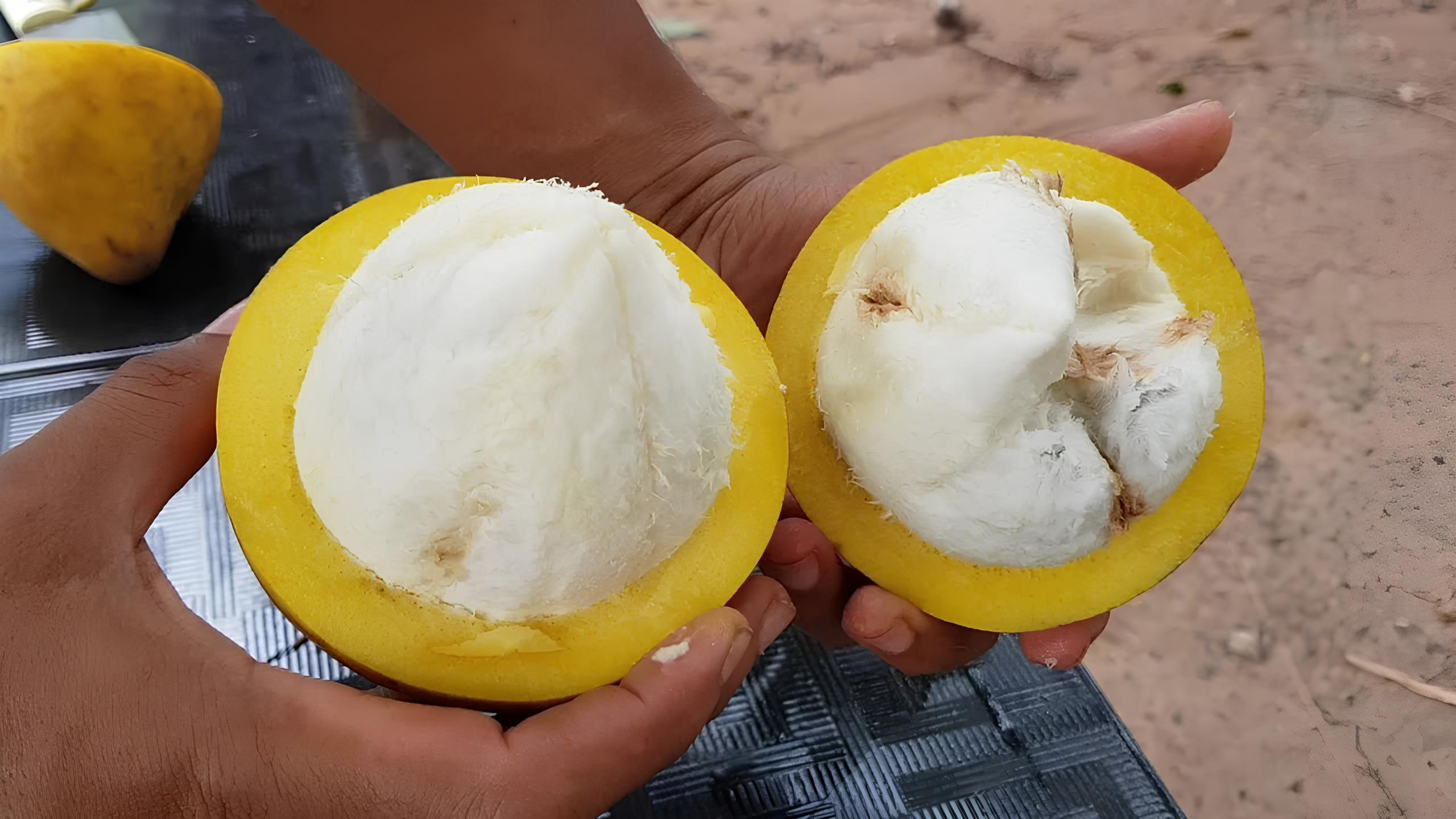 Descubra o Sabor da Amazônia no Prato: A 21ª Campinas Restaurant Week Chega para Celebrar a Riqueza do Norte com Sabores Inesquecíveis 28 Descubra o Sabor da Amaz nia no Prato A 21 Campinas Restaurant Week Chega para Celebrar a Riqueza do Norte com Sabores Inesquec veis