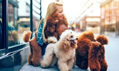 Encontro Inusitado O Dia em que Poodles Invadiram o Shopping e Encantaram Cora es em Campinas