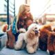 Encontro Inusitado O Dia em que Poodles Invadiram o Shopping e Encantaram Cora es em Campinas