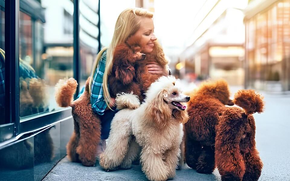 Encontro Inusitado O Dia em que Poodles Invadiram o Shopping e Encantaram Cora es em Campinas