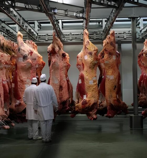 Escândalo no Prato: Frigorífico com 37,5 Toneladas de Carne Imprópria é Desmantelado em SP – O Que Isso Revela Sobre a Segurança Alimentar no Brasil? 4 Esc ndalo no Prato Frigor fico com 37 5 Toneladas de Carne Impr pria Desmantelado em SP O Que Isso Revela Sobre a Seguran a Alimentar no Brasil