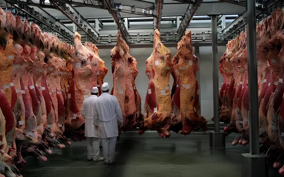 Esc ndalo no Prato Frigor fico com 37 5 Toneladas de Carne Impr pria Desmantelado em SP O Que Isso Revela Sobre a Seguran a Alimentar no Brasil