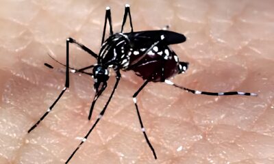Febre Amarela em Campinas Um Alerta Urgente para 2025
