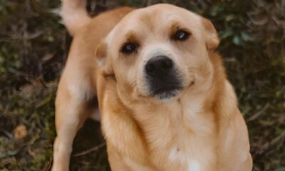 Feira de Ado o Pet Como um Simples Ato de Amor Pode Transformar Vidas