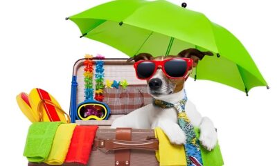 O Fim de Semana Perfeito para Voc e Seu Pet Summer Pet Chega ao Galleria Shopping em Mar o de 2025