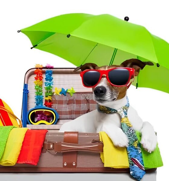 O Fim de Semana Perfeito para Você e Seu Pet: Summer Pet Chega ao Galleria Shopping em Março de 2025 13 O Fim de Semana Perfeito para Voc e Seu Pet Summer Pet Chega ao Galleria Shopping em Mar o de 2025