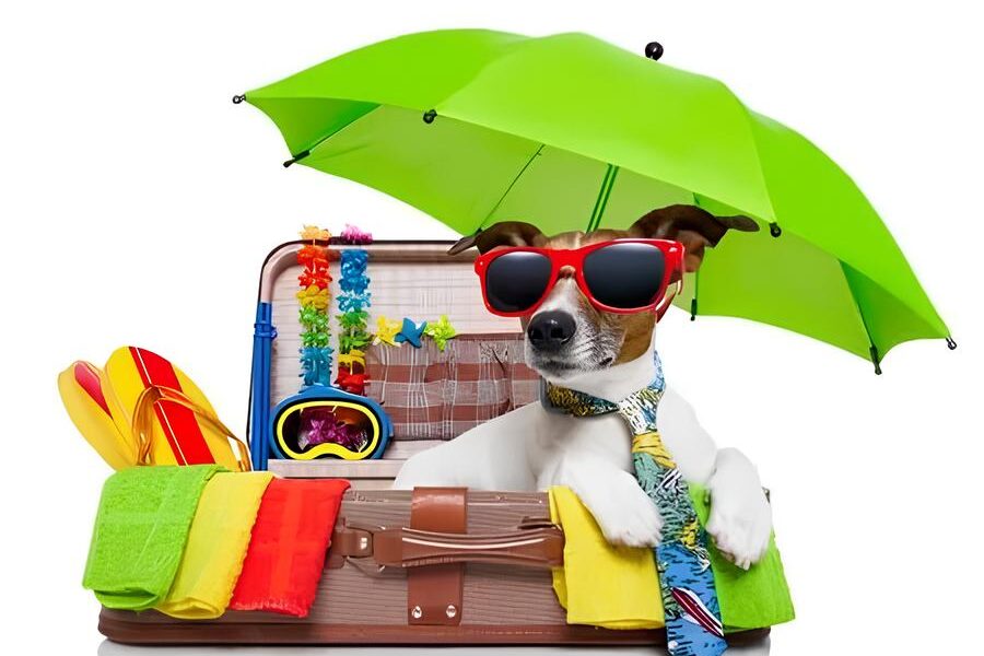 O Fim de Semana Perfeito para Voc e Seu Pet Summer Pet Chega ao Galleria Shopping em Mar o de 2025