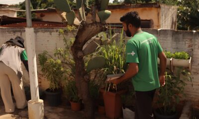 Tchau Aedes aegypti Como Hortol ndia Est na Vanguarda de um Projeto Revolucion rio Contra o Mosquito que Assombra Milh es