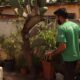 Tchau Aedes aegypti Como Hortol ndia Est na Vanguarda de um Projeto Revolucion rio Contra o Mosquito que Assombra Milh es