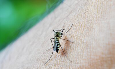 80 Mortes por Dengue em Campinas A Epidemia Silenciosa Que N o Pode Mais Ser Ignorada