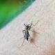 80 Mortes por Dengue em Campinas A Epidemia Silenciosa Que N o Pode Mais Ser Ignorada