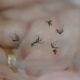 8 Casos Confirmados de Chikungunya na Regi o de Campinas Uma Mortalidade Suspeita e a Corrida Contra o Tempo